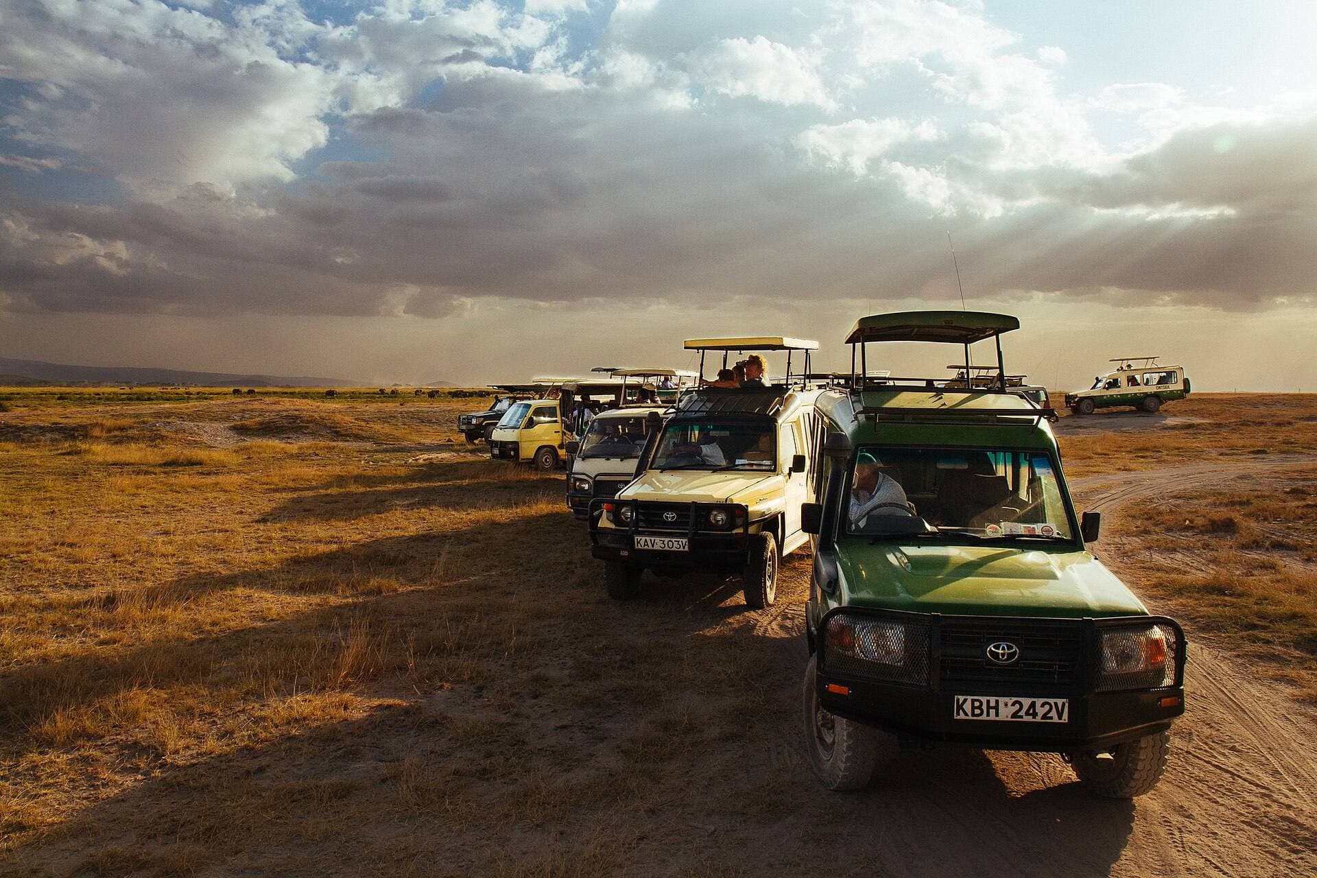 Safari vehicles on a game drive