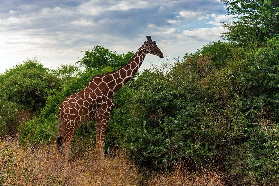 Giraffe in Samburu